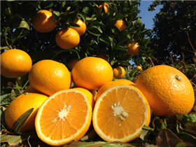 完熟スイートスプリング