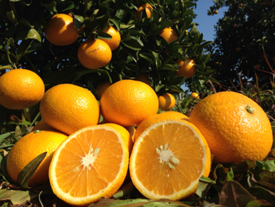 完熟スイートスプリング