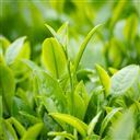 新茶の芽写真
